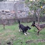 Furachans_Canino – Guardería Canina en Isamil