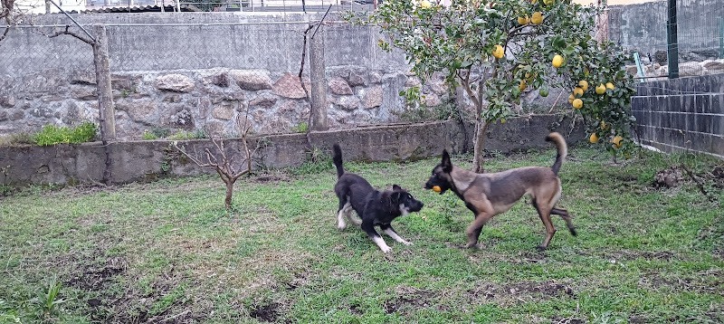 Furachans_Canino