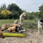 Gericans – Guardería Canina en A Coruña