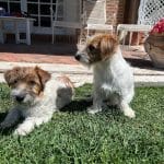 Gonzalo Rodríguez – Guardería Canina en Arganzuela