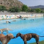 Gos Aventura Resort Con Piscina (Solo Para Perros Huéspedes) – Guardería Canina en Castellón de la Plana