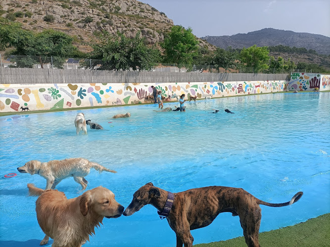 Negocio Gos Aventura Resort Con Piscina (Solo Para Perros Huéspedes)