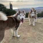 Gos Feliç – Guardería Canina en Gràcia