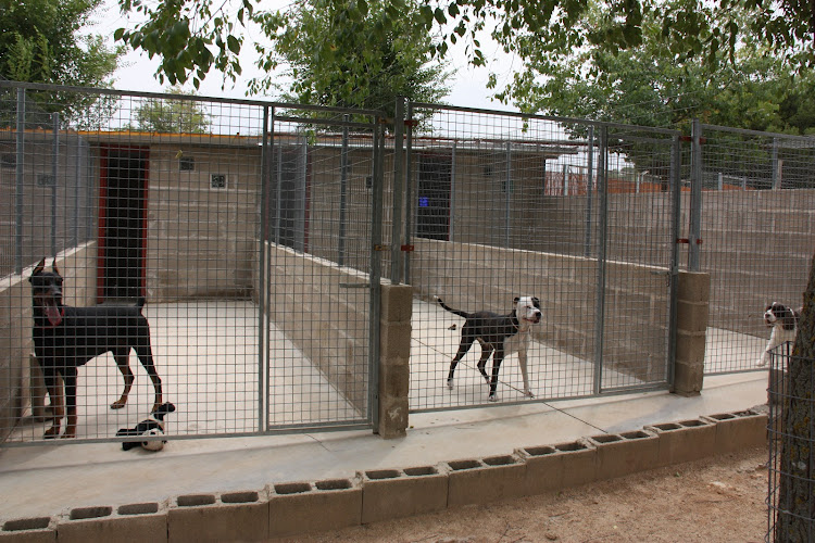 Granja La Luna Residencia Canina Para Perros Gatos En Madrid