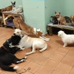 Guacanda – Guardería Canina en Madrid
