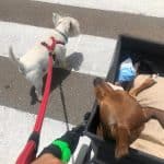 Guardeperretes – Guardería Canina en Dos Hermanas