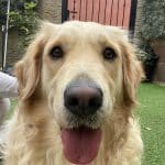Guarderia Canina Bracos – Guardería Canina en Cruz de Tejeda