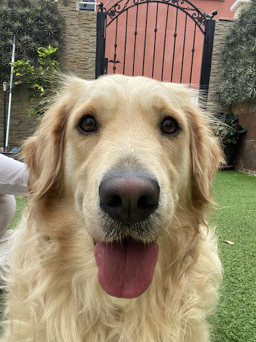 Negocio Guarderia Canina Bracos