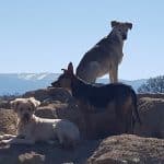 Guardería Canina Corazón De Perro – Guardería Canina en Basardilla