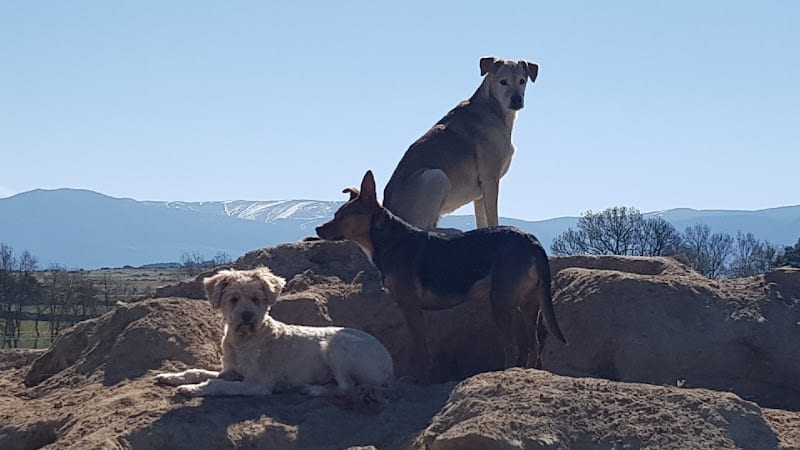 Negocio Guardería Canina Corazón De Perro