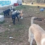 Guardería Canina El Dog De Mayo La Pedriza – Guardería Canina en Manzanares el Real