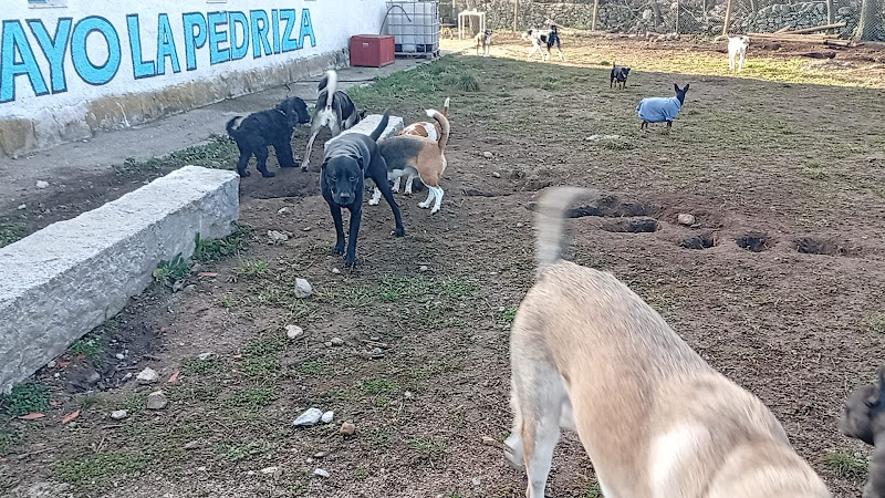 Negocio Guardería Canina El Dog De Mayo La Pedriza