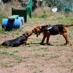 Guarderia Canina El Jardin De Tu Mascota – Guardería Canina en Teror