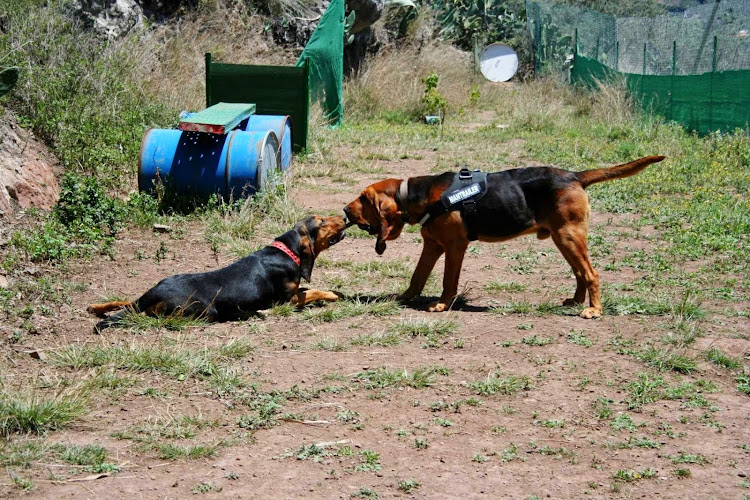 Negocio Guarderia Canina El Jardin De Tu Mascota