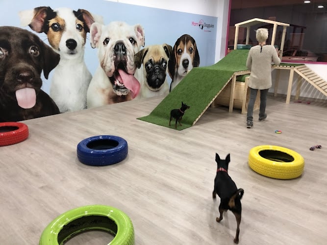 Guardería Canina En Madrid | Mami Dogguies
