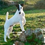 Guardería Canina Las Rozas - Mypet – Guardería Canina en Las Rozas de Madrid