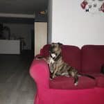 Guarderia Canina Miriam Molero – Guardería Canina en Barcelona