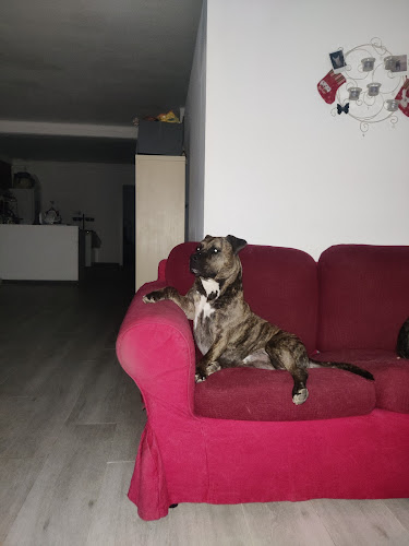 Guarderia Canina Miriam Molero