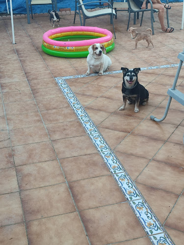 Negocio Guardería Canina Mucho Mejor Que En Casa