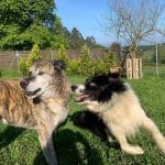 Guarderia Canina Navia Y Tapia – Guardería Canina en Tapia de Casariego