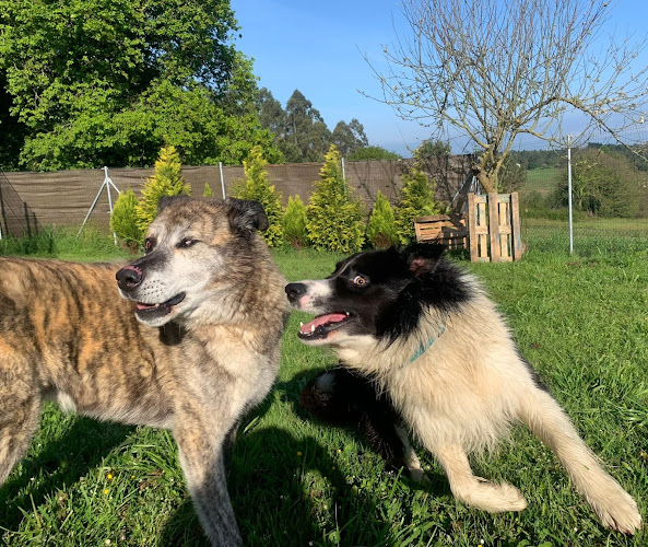 Guarderia Canina Navia Y Tapia