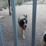 Guarderia Canina Pagoa – Guardería Canina en Navarra