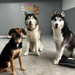 Guardería Canina Perro Feliz – Guardería Canina en Gijón