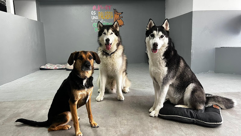 Guardería Canina Perro Feliz