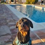 Guardería Canina Sierra De Cádiz – Guardería Canina en El Gastor