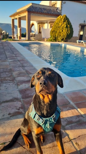Negocio Guardería Canina Sierra De Cádiz