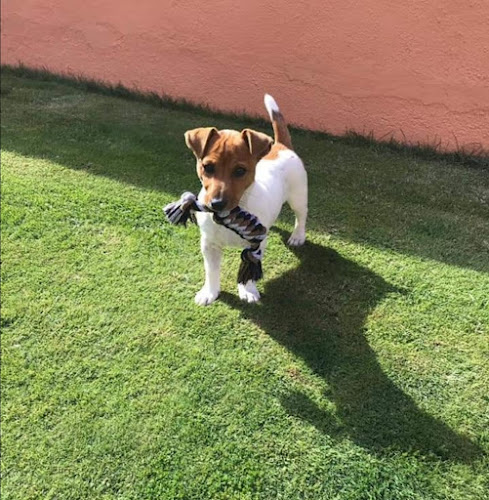 Negocio Guarderia Canina Xerez