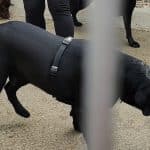 Guardería Canina Zizur – Guardería Canina en Zizur Mayor