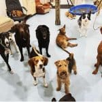 Guarderia Ciudadano Canino – Guardería Canina en Madrid