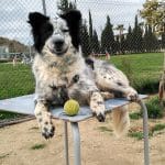 Guardería De Animales Las Jaras – Guardería Canina en Cartuja Baja