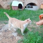 Guardería Felina – Guardería Canina en Palma