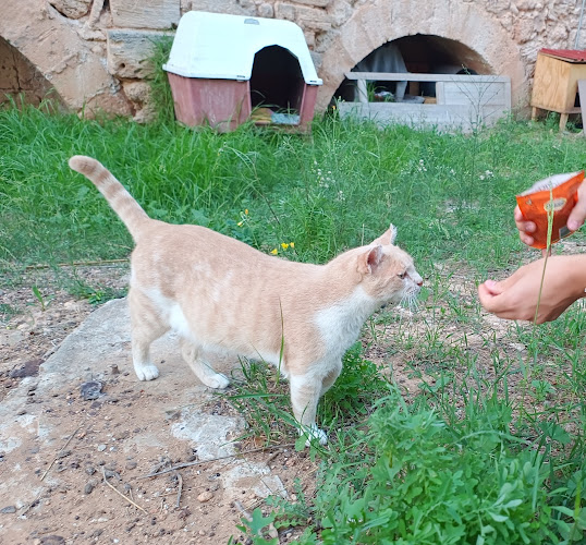 Negocio Guardería Felina