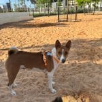 Guardería Mala&Joy – Guardería Canina en Sant Martí