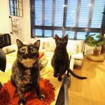 Guardería Miau – Guardería Canina en Las Palmas de Gran Canaria
