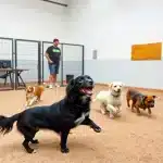 Guardería Perros – Guardería Canina en Las Palmas
