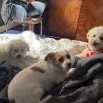 Guardería Pet Barcelona – Guardería Canina en Sarrià-Sant Gervasi