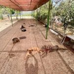 Guardería Y Adiestramiento Canino En Murcia -Cordy Servicios Caninos – Guardería Canina en Murcia