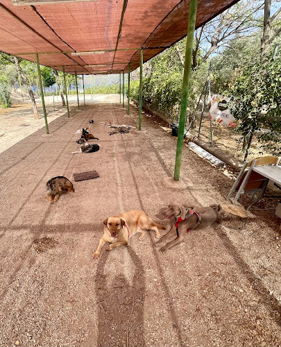 Negocio Guardería Y Adiestramiento Canino En Murcia -Cordy Servicios Caninos