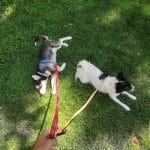 Hablando Con Perros – Guardería Y Residencia Canina En Madrid – Guardería Canina en Moncloa - Aravaca