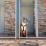 Hachiko Residencia Canina – Guardería Canina en Alhaurín de la Torre