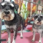 Hammam Dog's – Guardería Canina en Córdoba