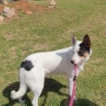 Happy Dog – Guardería Canina en Roquetas de Mar