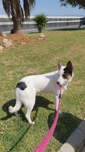Negocio Happy Dog