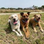 Happy Guau - Adiestramiento Canino – Guardería Canina en Sant Joan d'Alacant