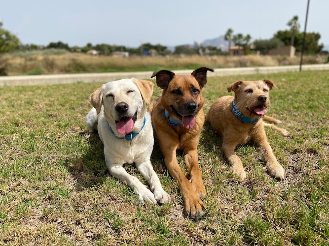 Negocio Happy Guau - Adiestramiento Canino