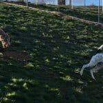Happycan – Guardería Canina en El Molar